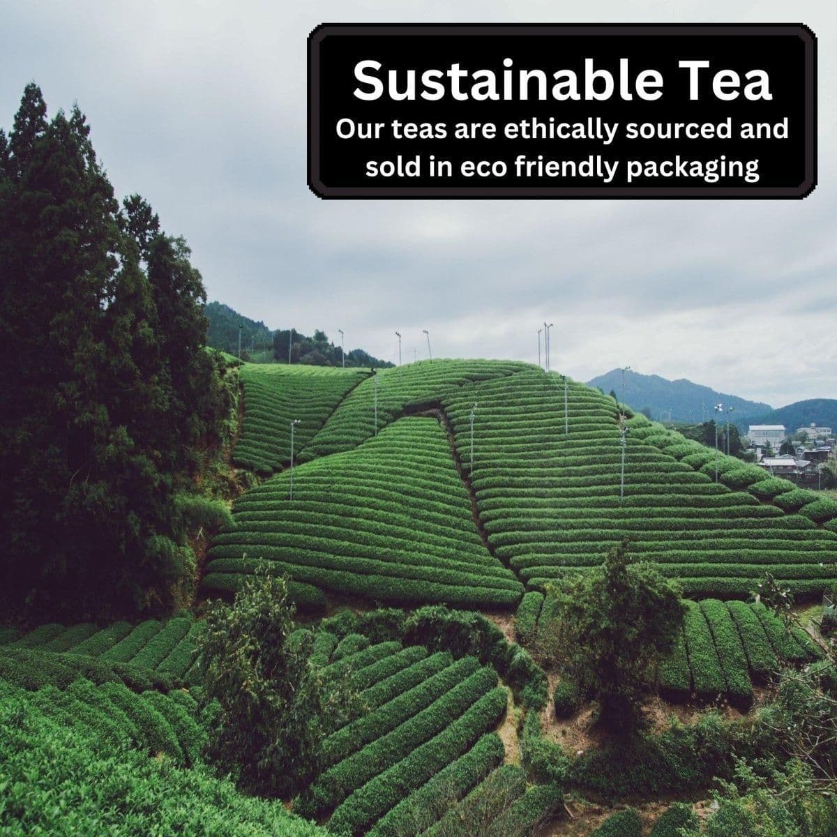 image-Wellness Loose Leaf Bundle