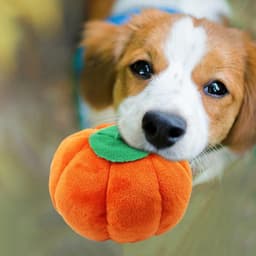 image-Gooddog, Dog, Plush Vocal Toys, Fruits, Cartoons, Pets, Cats, Toys, Pet Supplies