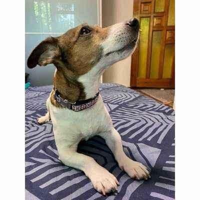 image-Posh Pup Custom Charm Cotton Dog Collar