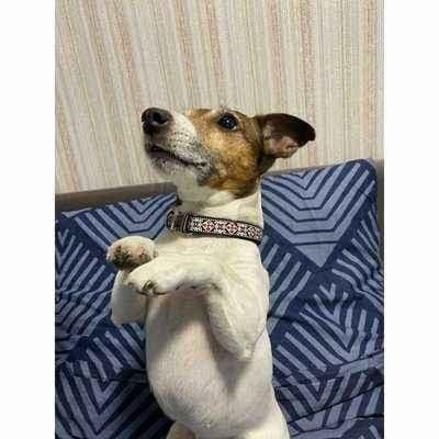 image-Posh Pup Custom Charm Cotton Dog Collar