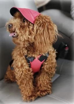 image-Pets Hat Pink