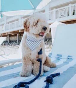 image-ROPE LEASH - SPRINKLES