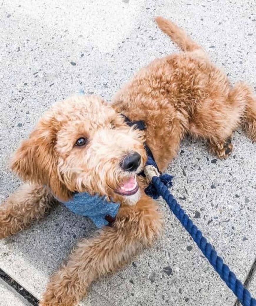 image-ROPE LEASH - SPRINKLES