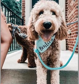 image-ROPE LEASH - SPRINKLES