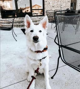 image-ROPE LEASH - SUNSET