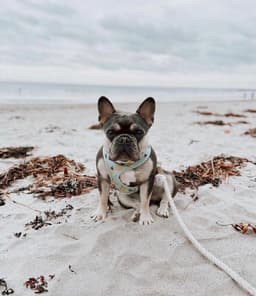 image-ROPE LEASH - OMBRE BLUE