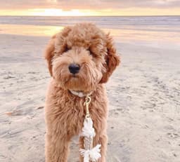 image-ROPE LEASH - NATURAL
