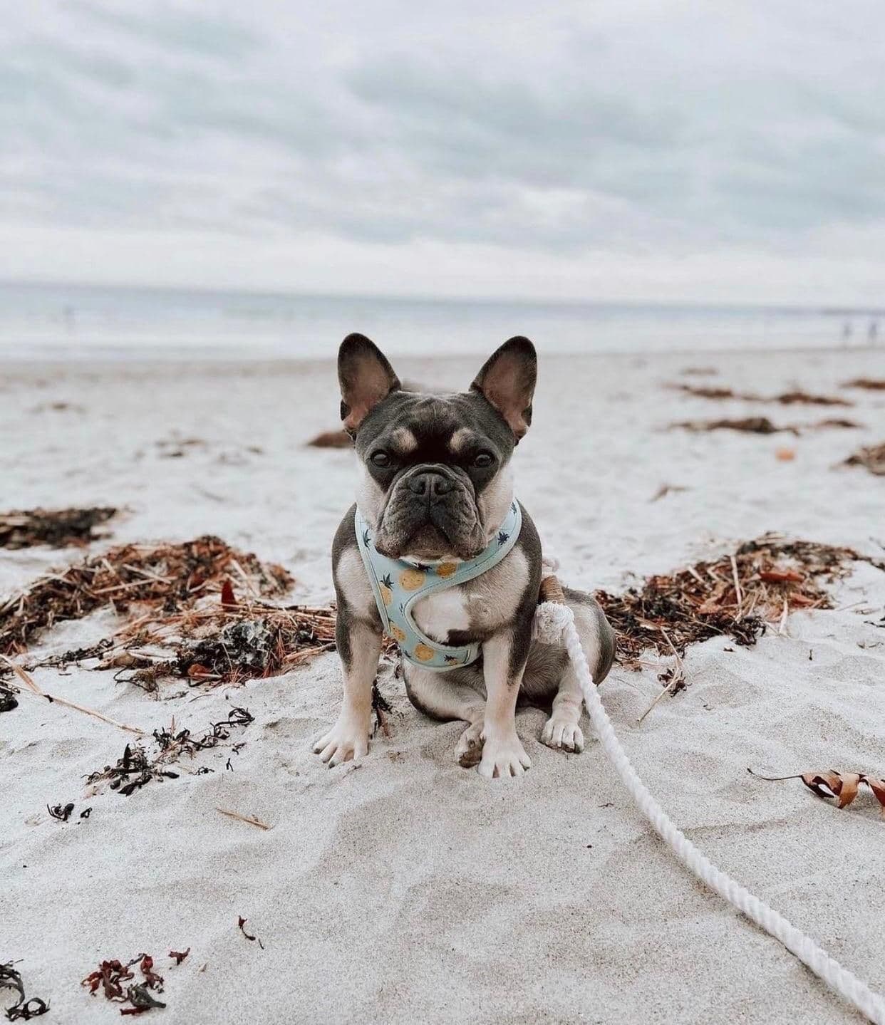 image-ROPE LEASH - NATURAL