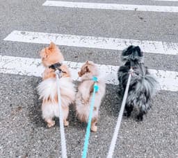 image-ROPE LEASH - NATURAL