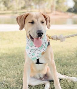 image-ROPE LEASH - NATURAL