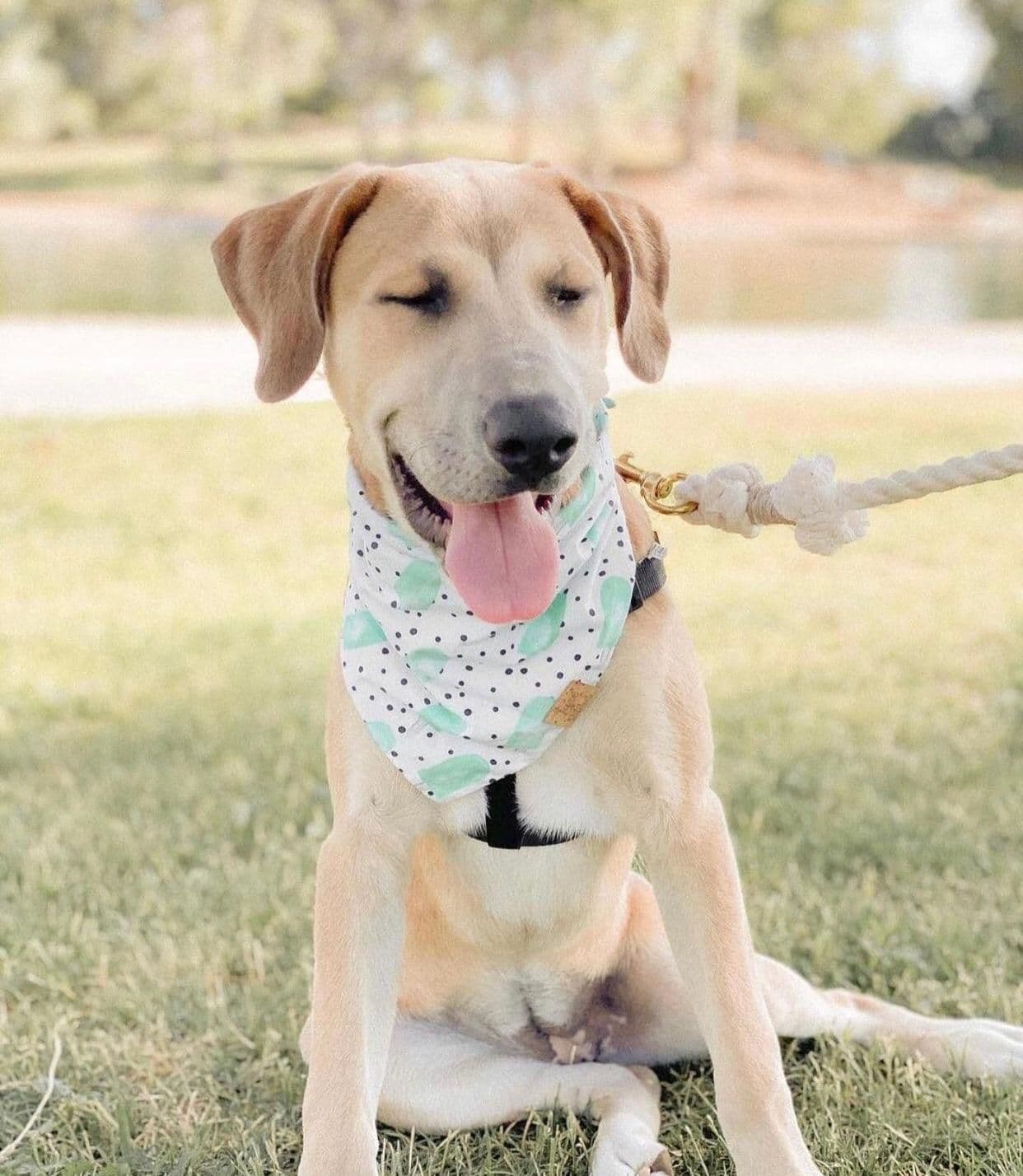 image-ROPE LEASH - NATURAL