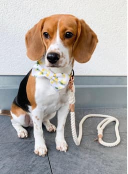 image-ROPE LEASH - NATURAL
