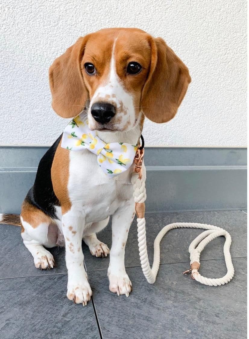 image-ROPE LEASH - NATURAL