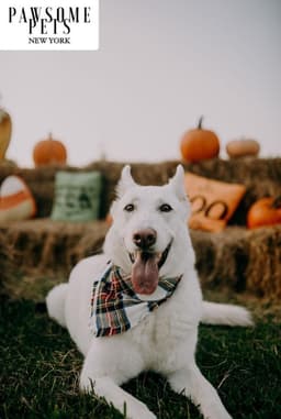 image-BANDANA - HOLLY