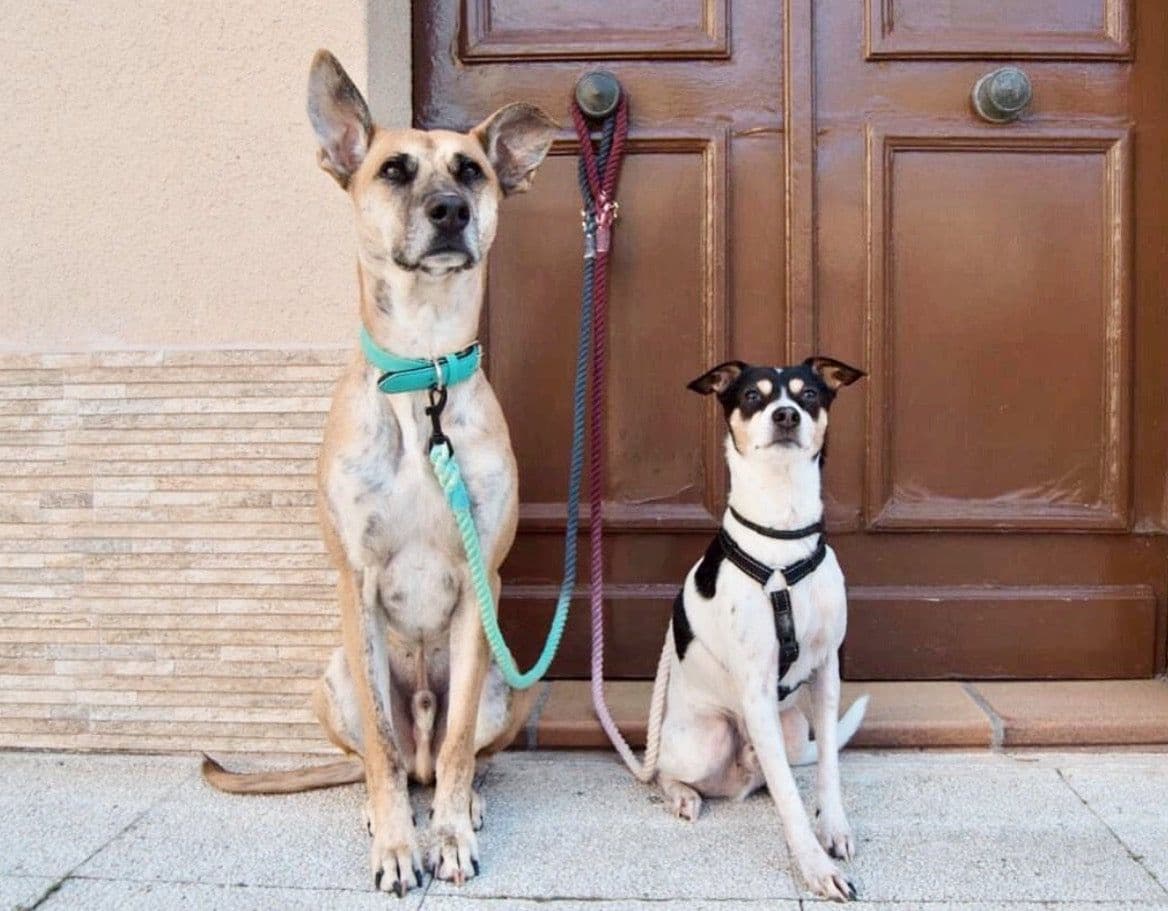 image-ROPE LEASH - OMBRE CORAL