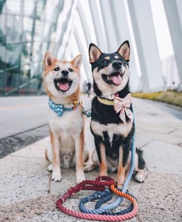 image-ROPE LEASH - OMBRE CORAL
