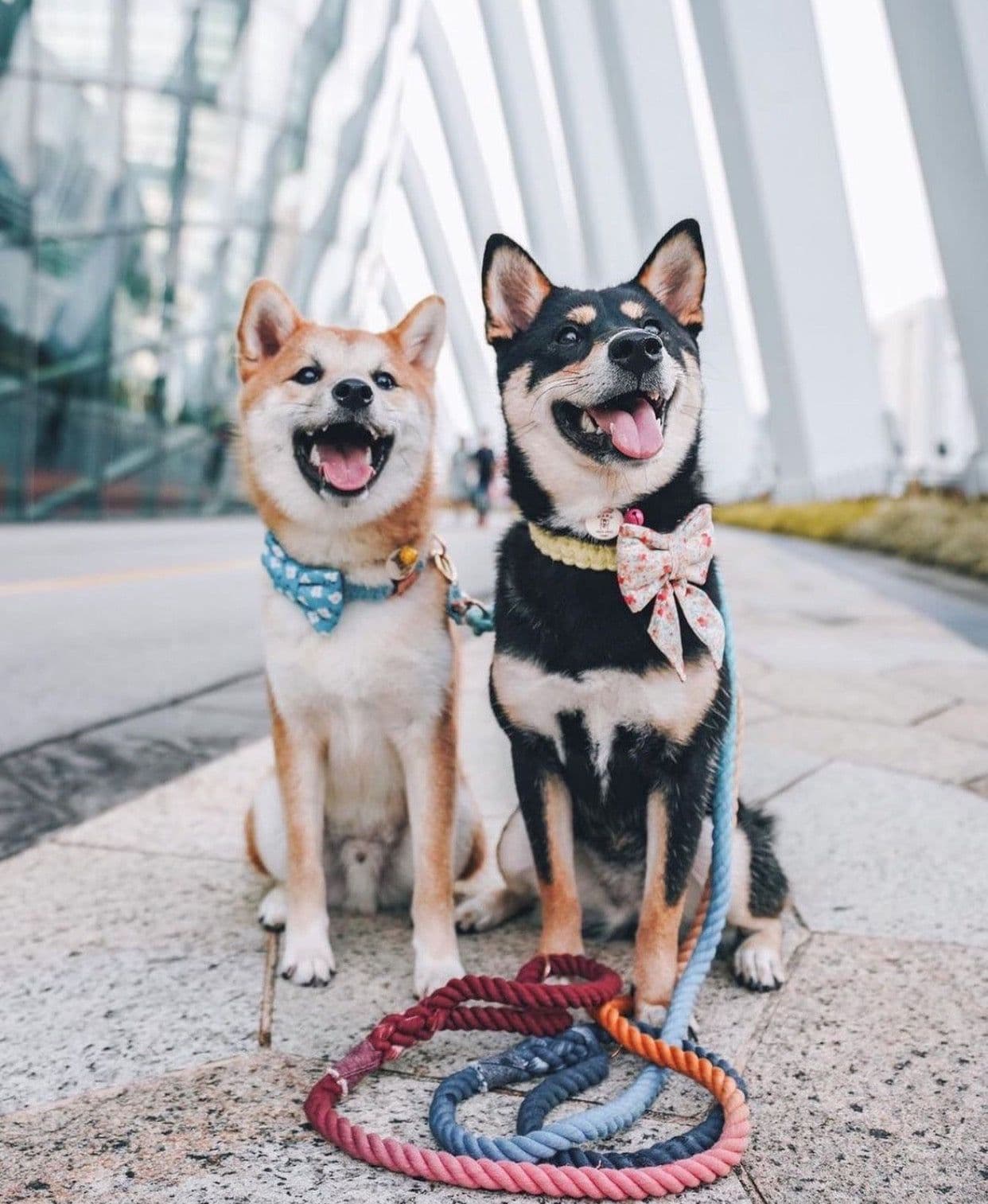 image-ROPE LEASH - OMBRE CORAL