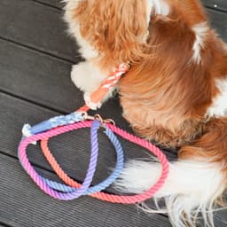image-HANDS FREE DOG ROPE LEASH - PALETTE