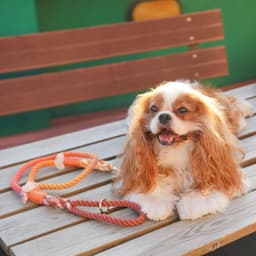 image-ROPE LEASH - MAPLE