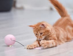 image-Pet cat toy LED luminous funny cat ball USB charging smart funny cat toy electric rolling ball