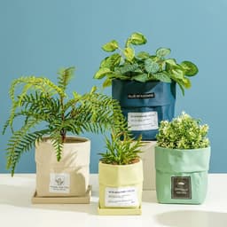 image-Kraft Paper Bag Shape Ceramic Flower & Plant Pot Nordic Industrial Style Colorful Succulent Planter With Hole
