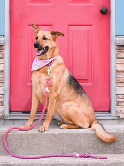image-Luxe Royal Leather Rope Leash and Collar Set - Cotton Coral