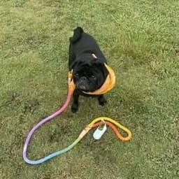 image-Luxe Royal Leather Rope Leash and Collar Set - Cotton Coral