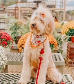 image-Luxe Royal Leather Rope Leash and Collar Set - Cotton Coral