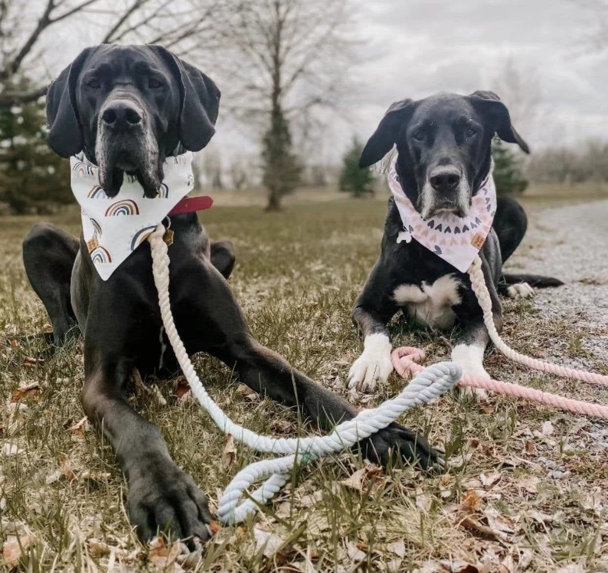 image-Luxe Royal Leather Rope Leash and Collar Set - Cotton Coral