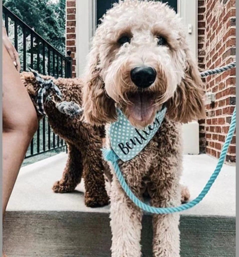 image-Dog Rope Leash and Collar Set - Lemon Squeeze