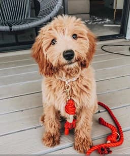 image-Dog Rope Leash and Collar Set - Cotton Coral