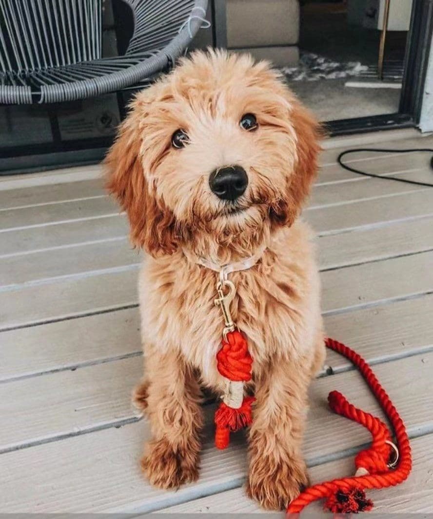 image-Dog Rope Leash and Collar Set - Cotton Coral