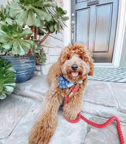 image-Dog Rope Leash and Collar Set - Cotton Coral