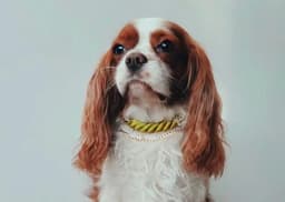 image-Cotton Rope Collar With Lightweight Gold Chain - Ombré Green