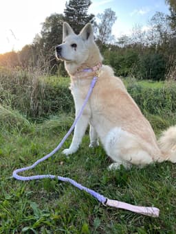 image-Luxe Royal Pink Leather Rope Leash - Spring