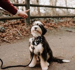 image-Dog Rope Leash - Moonlight