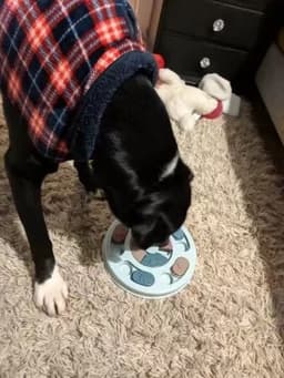 image-New Interactive Toy IQ Training Pets Slow Feeder Bowl Puzzle Eating Toys for Dogs and Cats