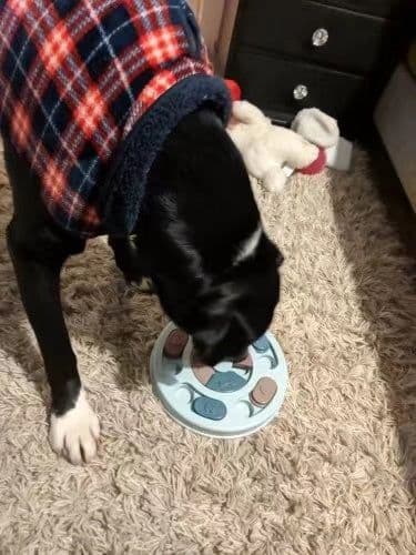 image-New Interactive Toy IQ Training Pets Slow Feeder Bowl Puzzle Eating Toys for Dogs and Cats