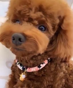 image-Navy Blue Cotton collar For CATS & DOGS ????Japanese style collar????Handmade Pets Collar and Pets bell~Sakura Handmade????
