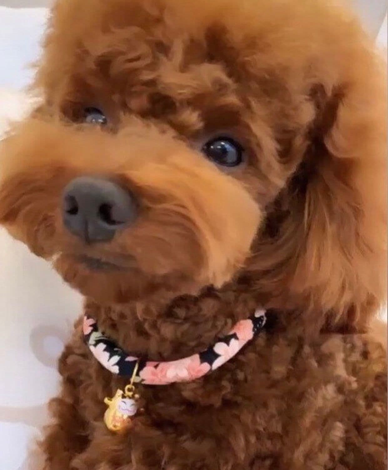 image-Navy Blue Cotton collar For CATS & DOGS ????Japanese style collar????Handmade Pets Collar and Pets bell~Sakura Handmade????