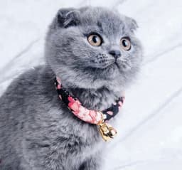 image-Navy Blue Cotton collar For CATS & DOGS ????Japanese style collar????Handmade Pets Collar and Pets bell~Sakura Handmade????