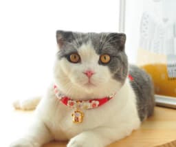 image-Florence Pink Cotton collar For CATS & DOGS ????Japanese style collar????Handmade Pets Collar and Pets bell~Sakura Handmade????