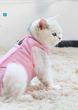 image-After spay surgery clothes for pet