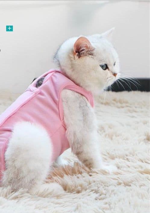 image-After spay surgery clothes for pet