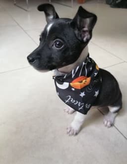 image-HOT SALES Halloween style bibs for pets