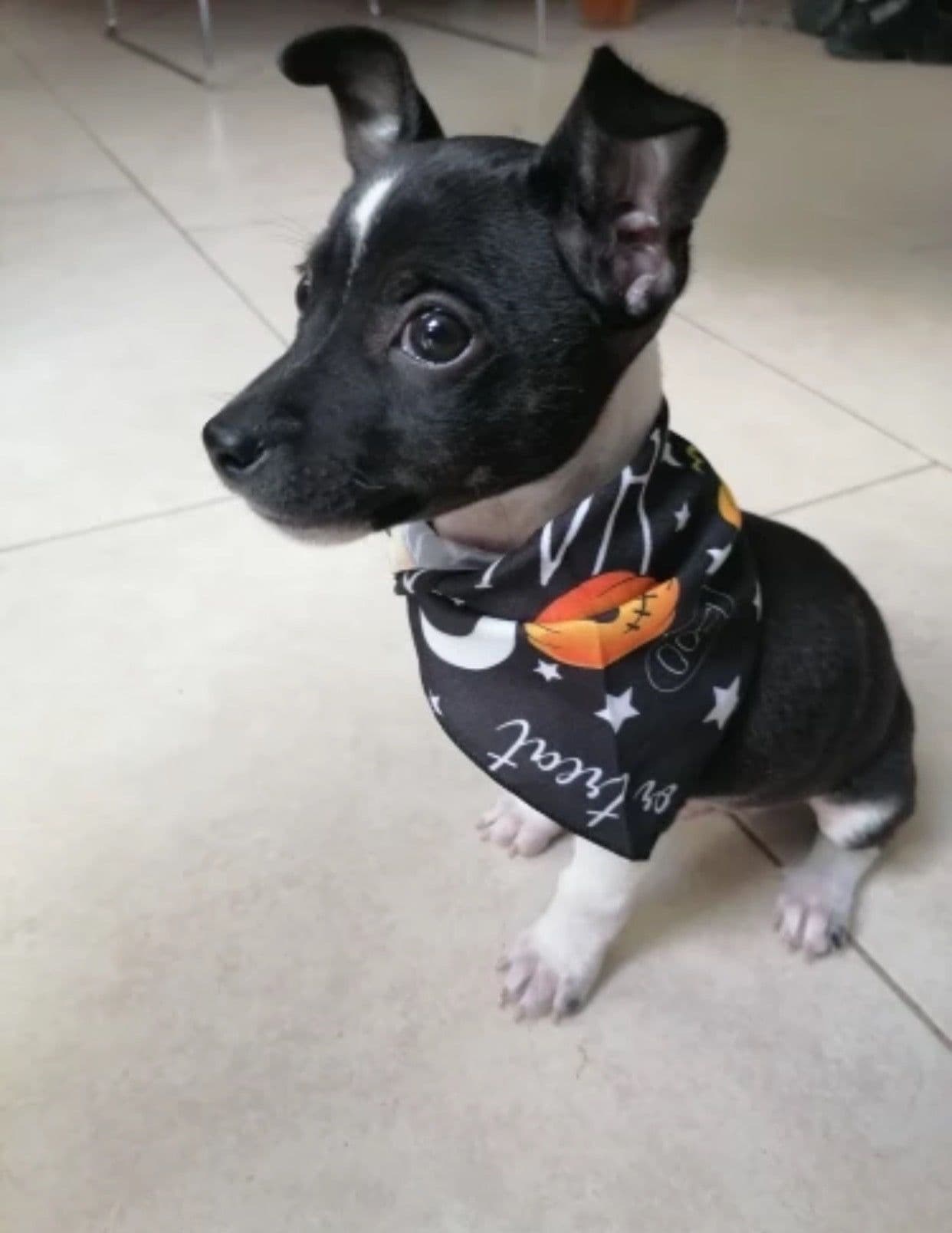 image-HOT SALES Halloween style bibs for pets