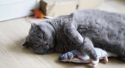 image-Catnip Fish with sound for Pets