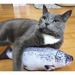 image-Catnip Fish with sound for Pets