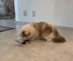 image-Catnip Fish with sound for Pets