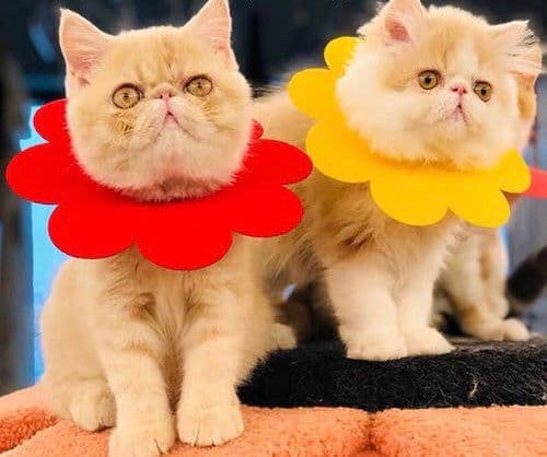 image-Sunflowers Anti Bite Healing Wound Pet Collar Cone Supplies